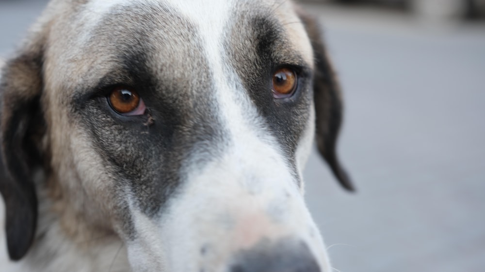 a close up of a dog's face with a blurry background