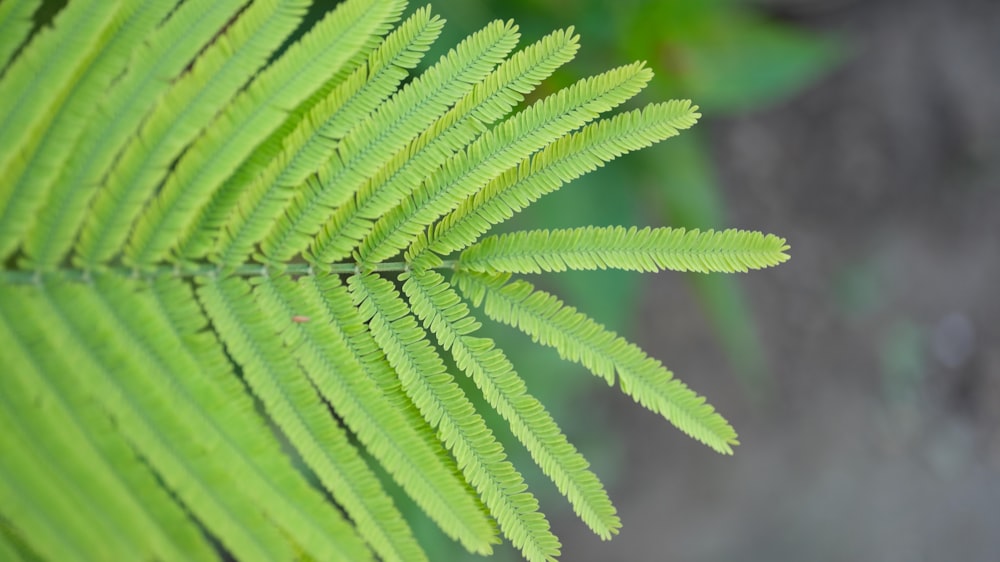 a close up view of a green leaf