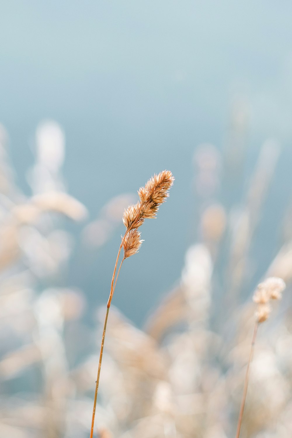 a close up of a plant with water in the background