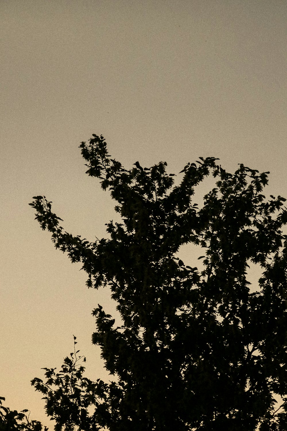 a plane flying in the sky over a tree