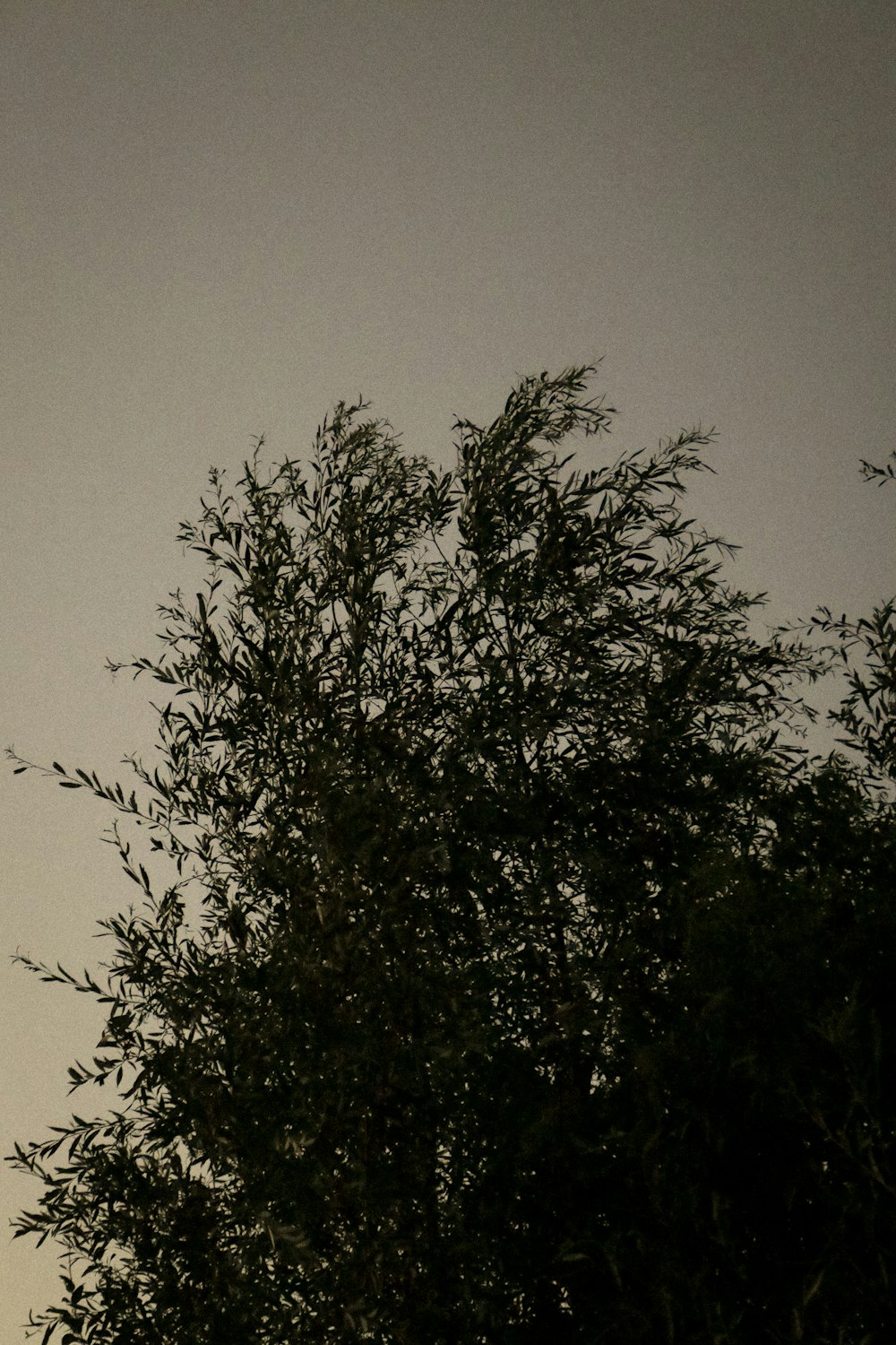 a plane flying over a tree in the sky