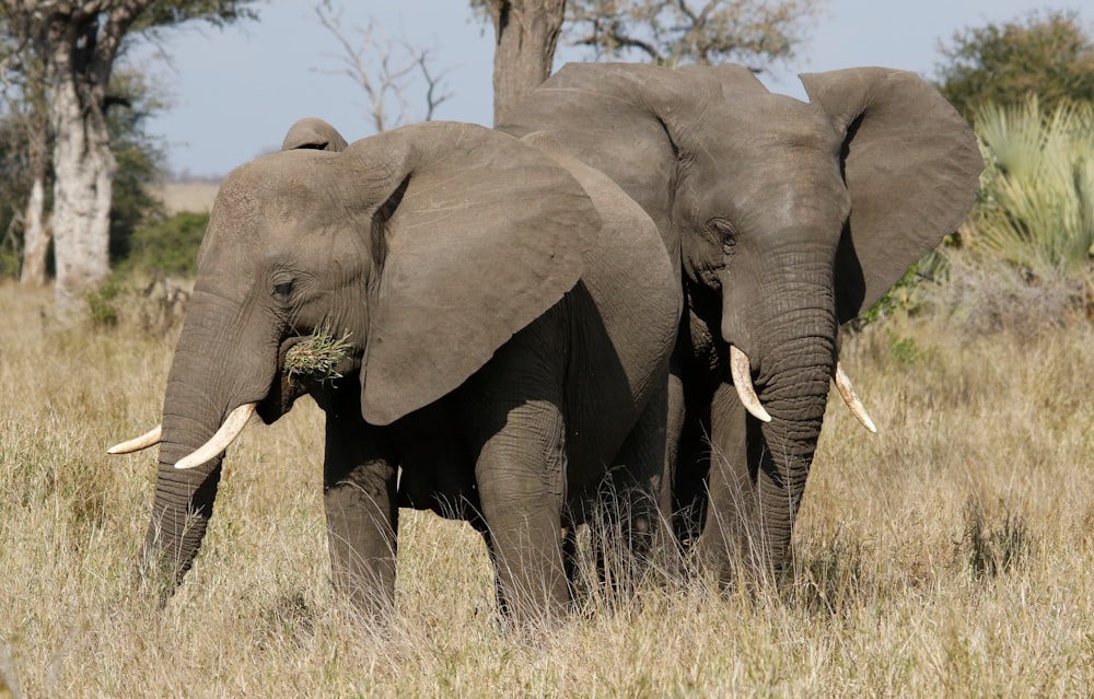 two elephants standing in a grassy field with trees in the background