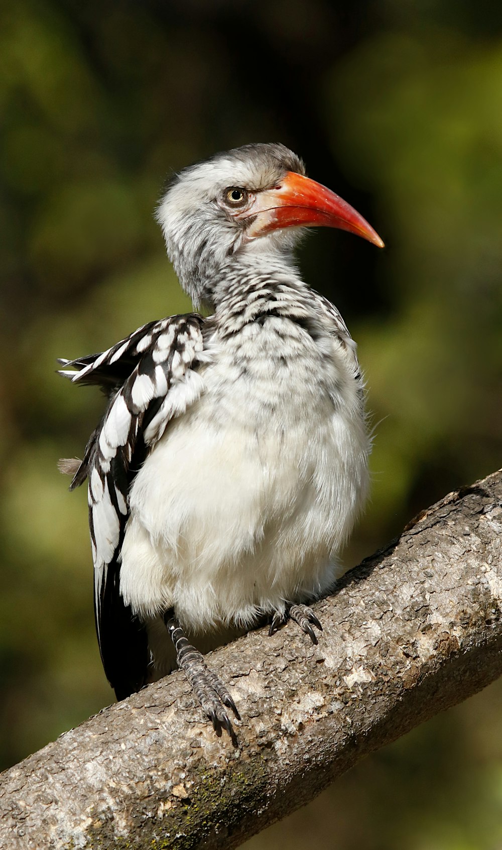 a close up of a bird on a tree branch