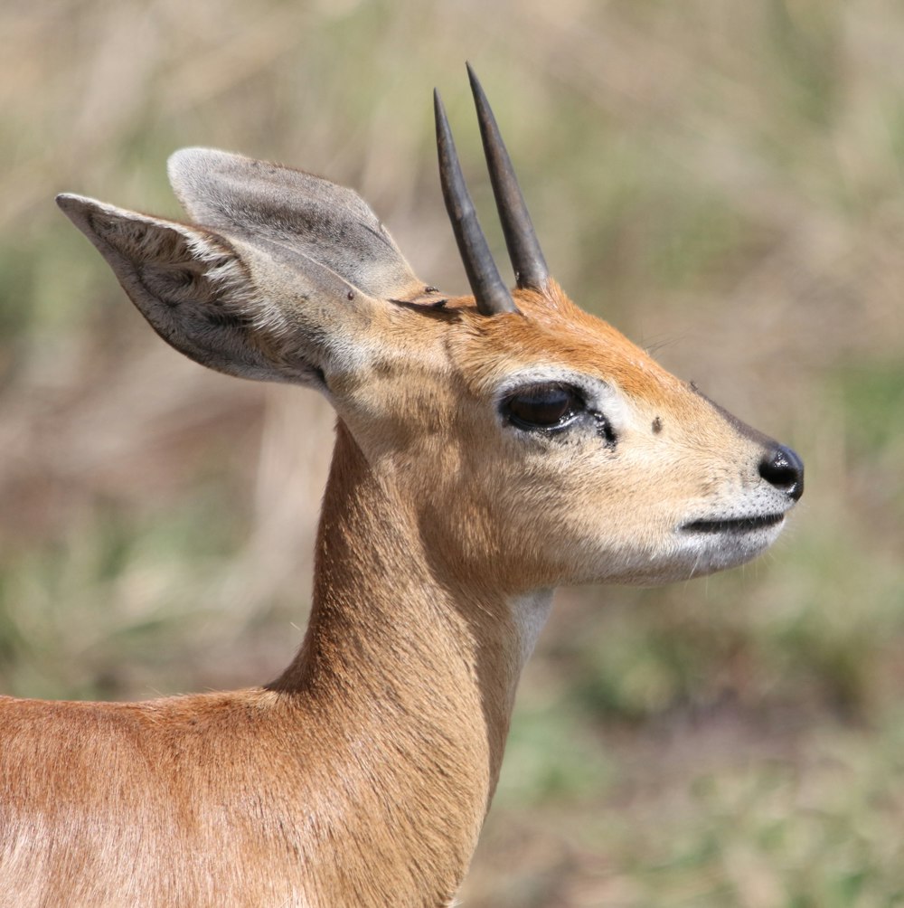 a close up of a small animal with horns