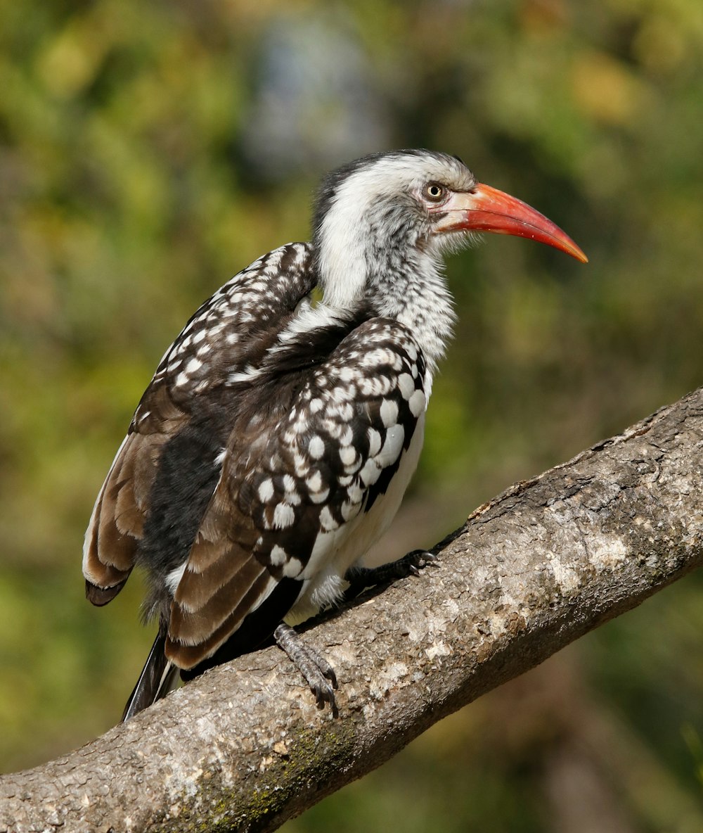 a close up of a bird on a tree branch