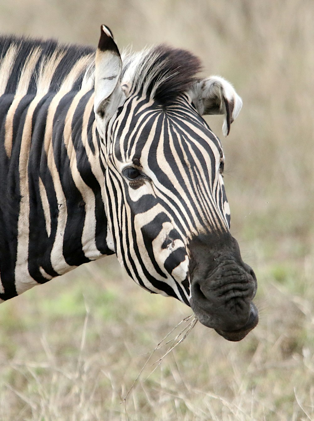 a close up of a zebra in a field