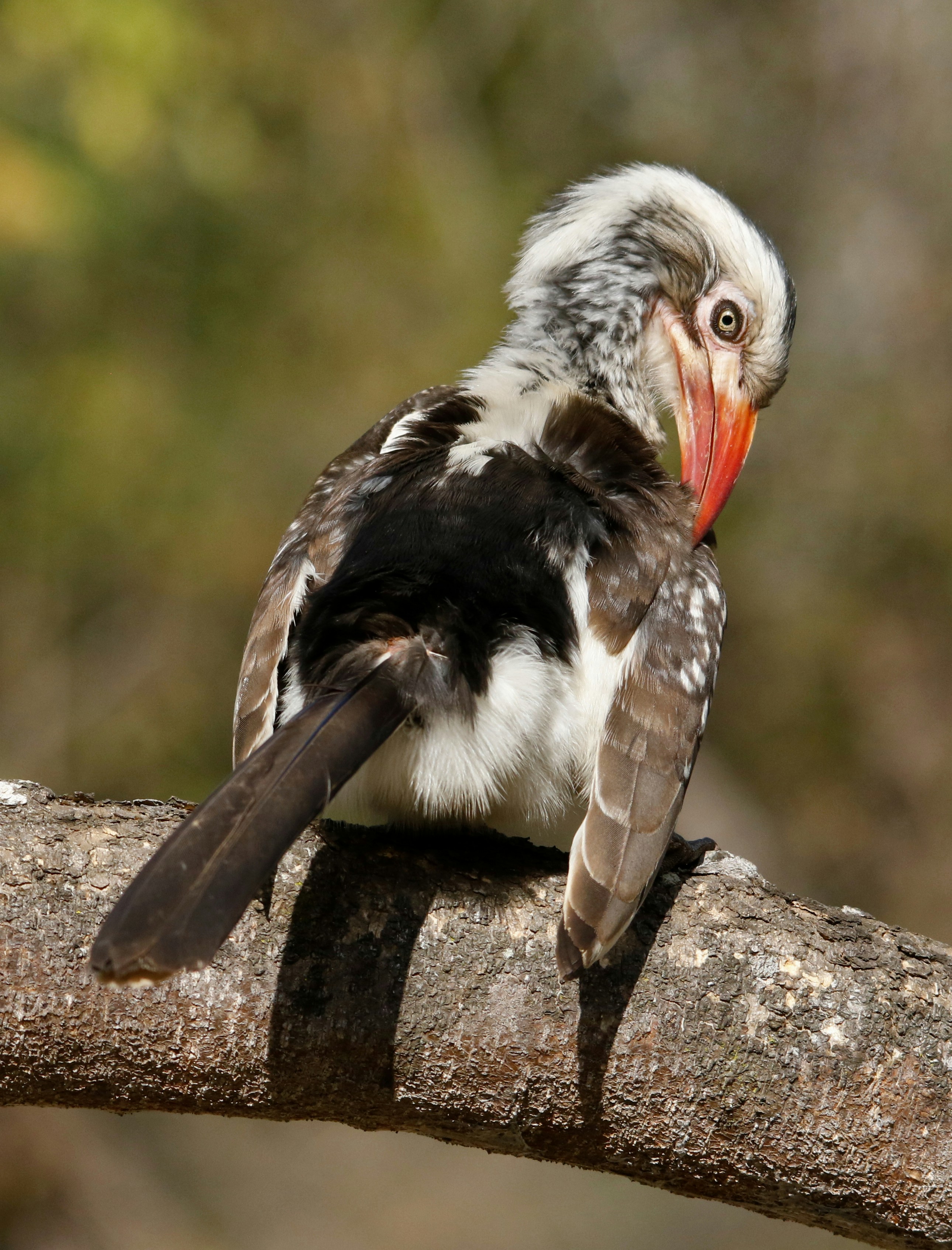 a bird sitting on top of a tree branch
