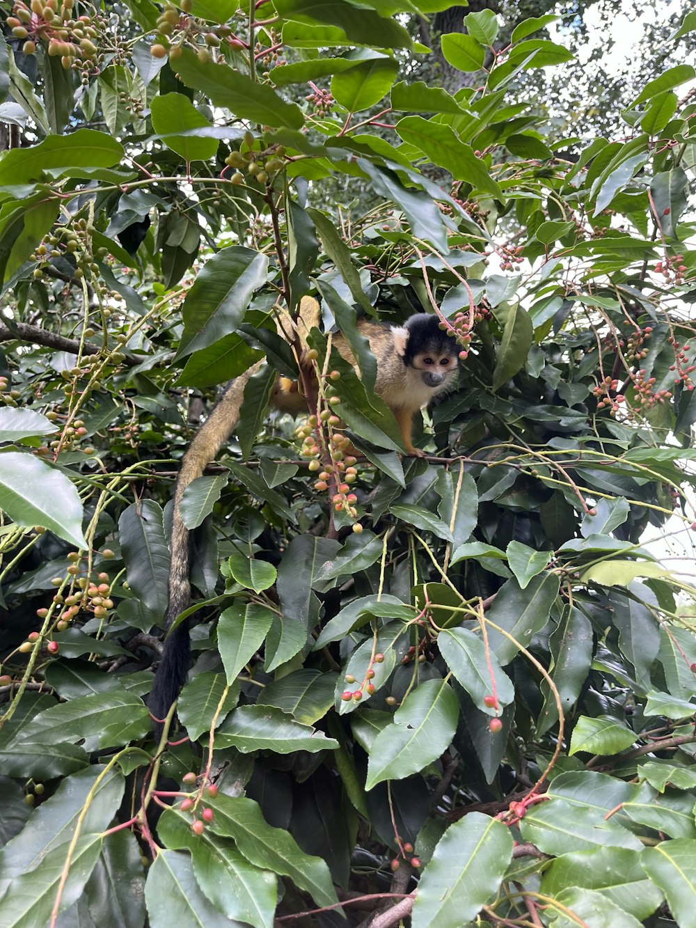 um macaco em uma árvore com muitas folhas
