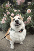 A happy corgi with a pastel pink bandana, sitting on a colorful picnic blanket.