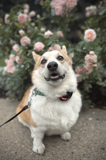 A joyful corgi playing in a sunlit garden surrounded by colorful flowers.