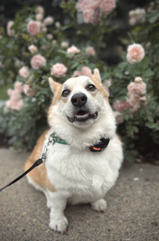 A joyful corgi playing in a sunlit garden surrounded by colorful flowers.
