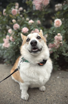 A happy corgi with a pastel pink bandana, sitting on a colorful picnic blanket.
