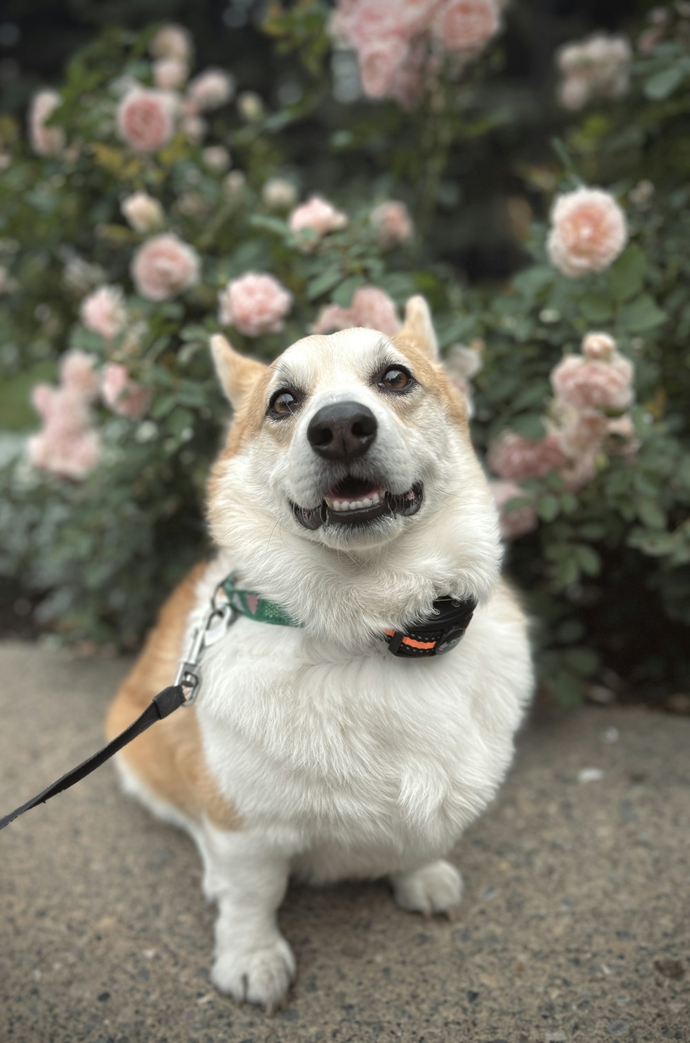 a white and brown dog sitting in front of a bush of flowers