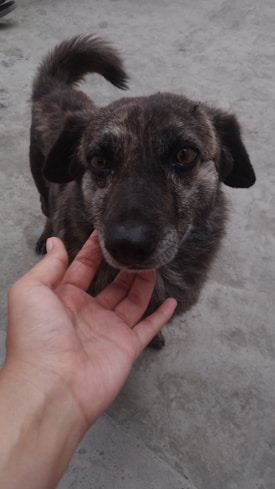 A small, dark-colored dog with a short, bristly coat is being gently petted by a human hand on a light gray, concrete surface. The dog has alert eyes and an expressive face, looking directly at the camera.