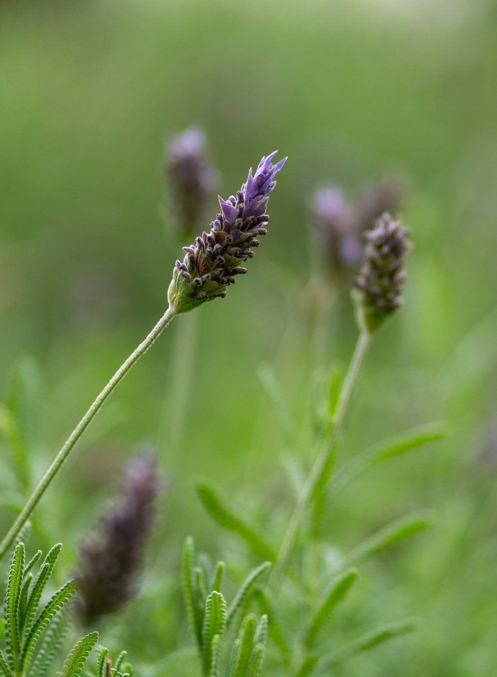 a close up of a purple flower in a field