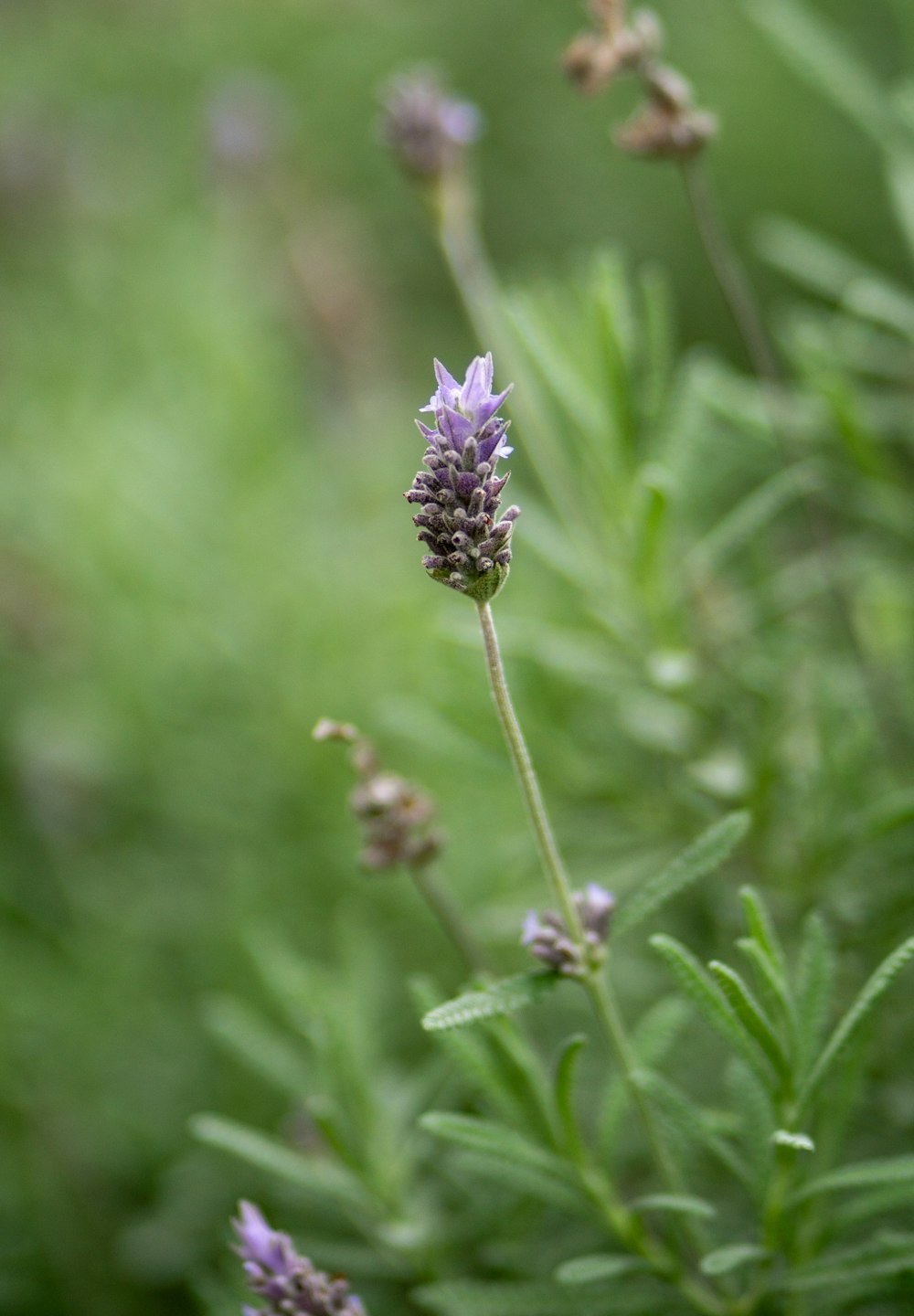 a close up of a plant with purple flowers