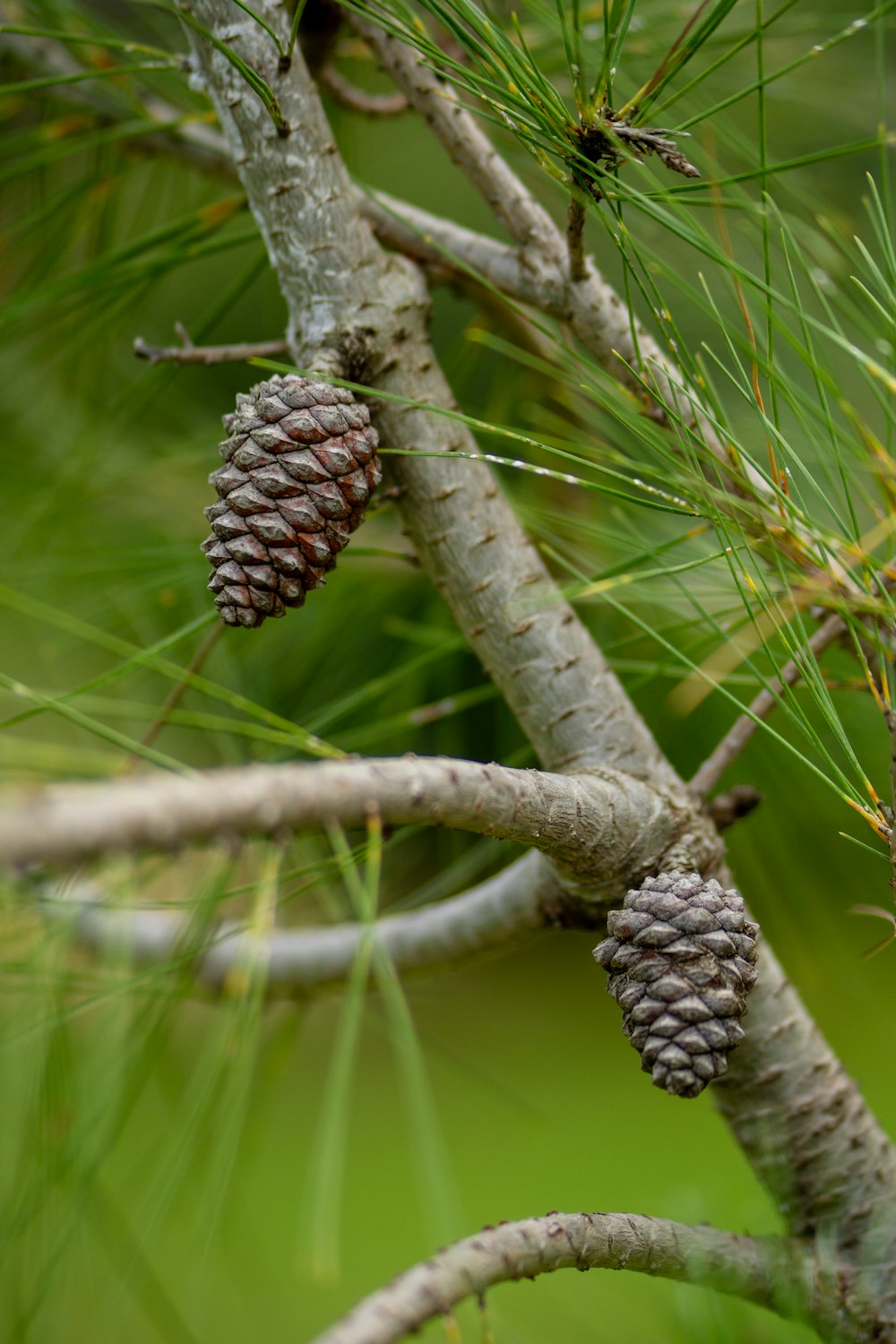 a pine cone on a branch of a pine tree