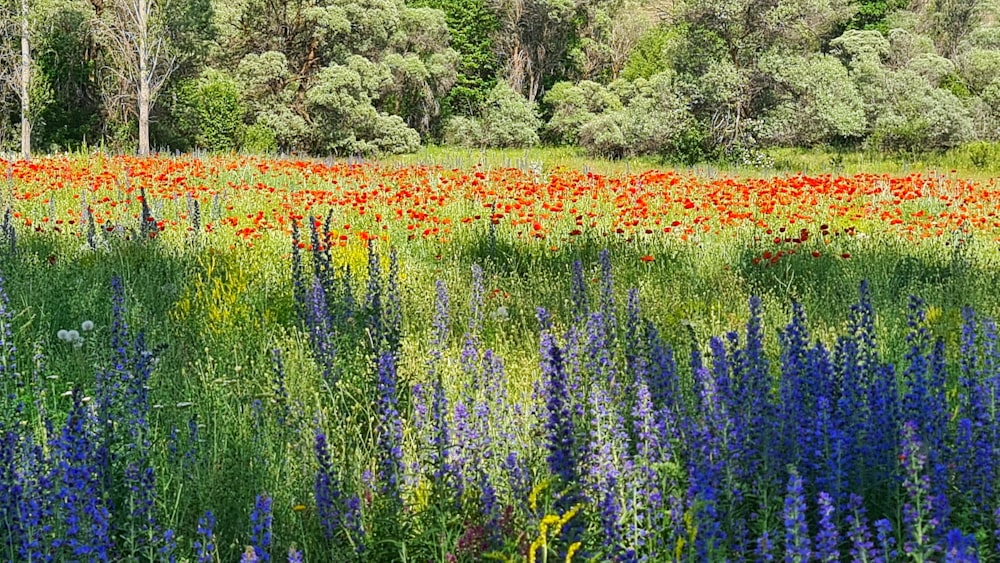 a field full of red and blue flowers