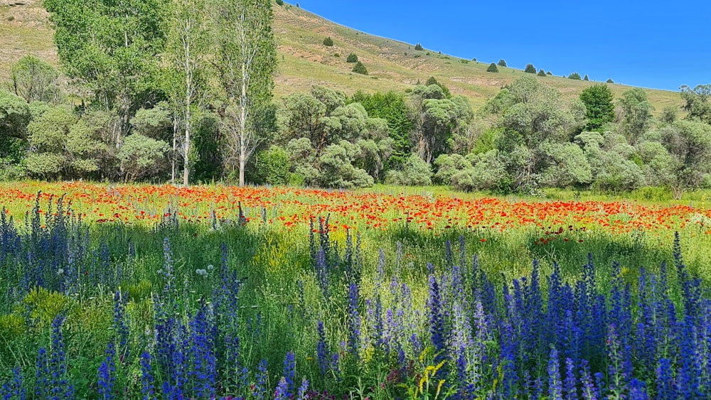 a field of wildflowers and trees near a hill