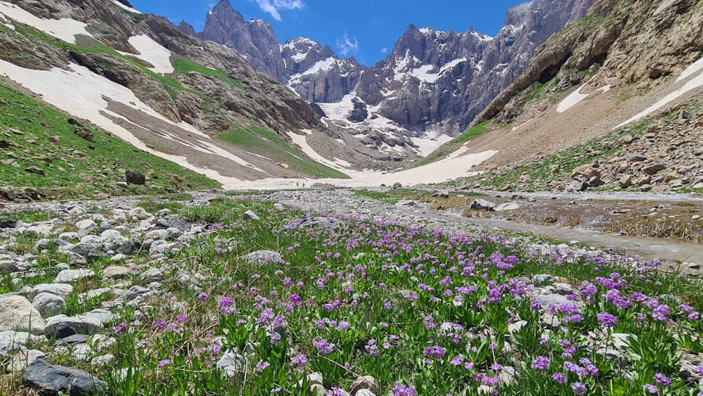 a field of wildflowers in front of a mountain