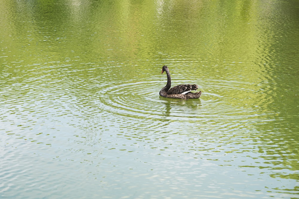 a black swan floating on top of a lake