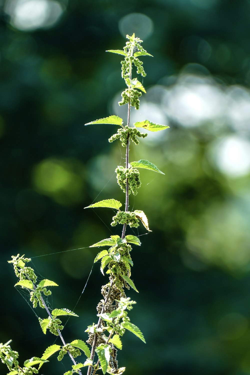 a close up of a plant with lots of leaves