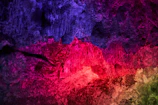 A vibrant large-format print of a South African landscape displayed on a wall.