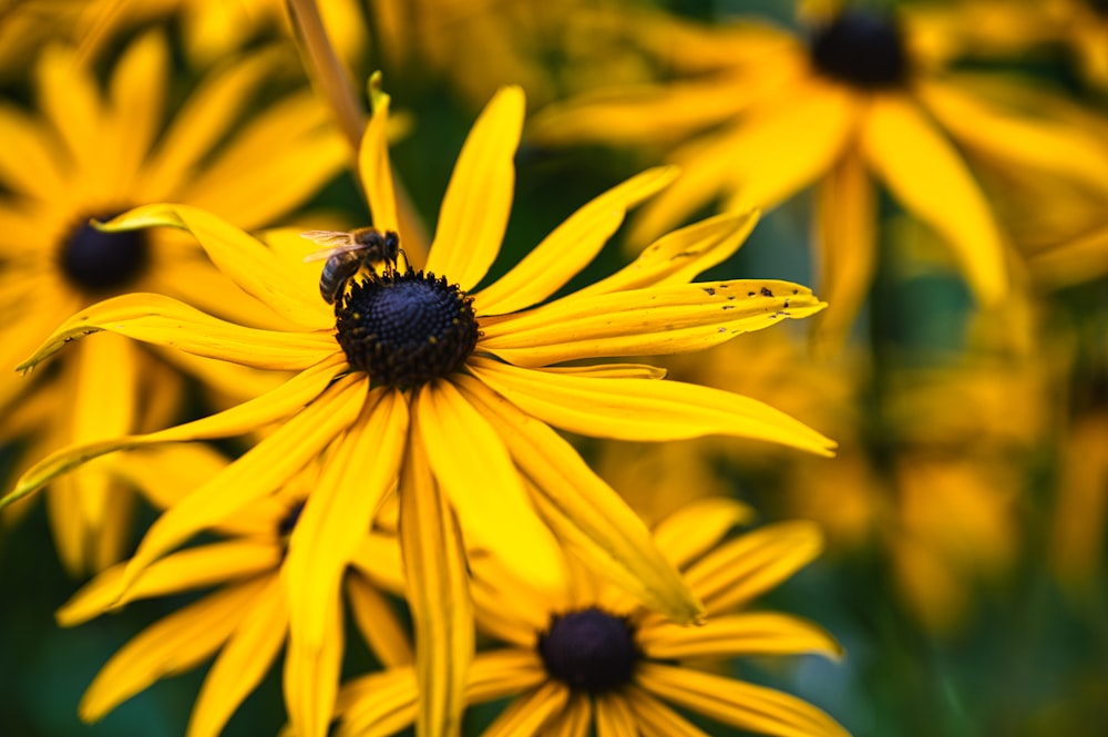 a close up of a yellow flower with a bee on it