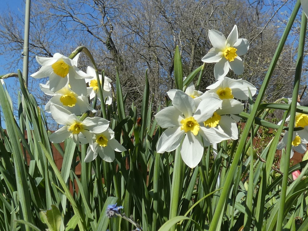 a group of white and yellow flowers in a garden