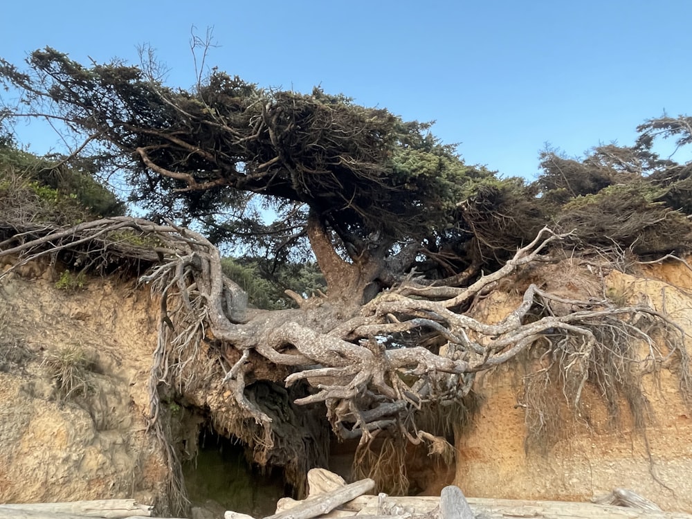 a very large tree that is growing out of the side of a cliff