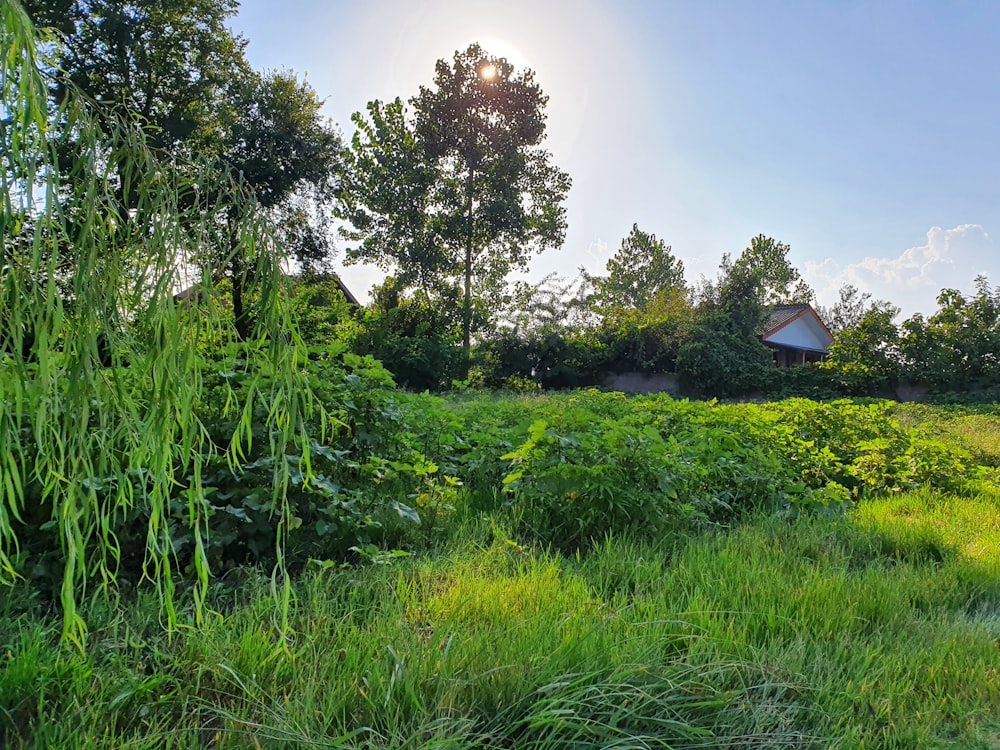 the sun is shining over a grassy field