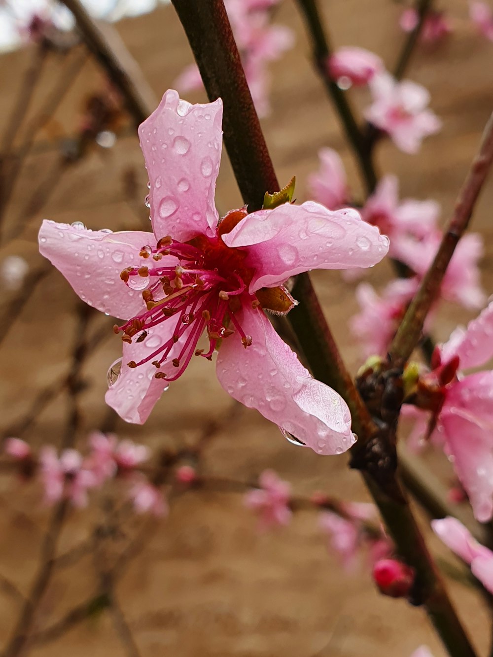 a pink flower with drops of water on it