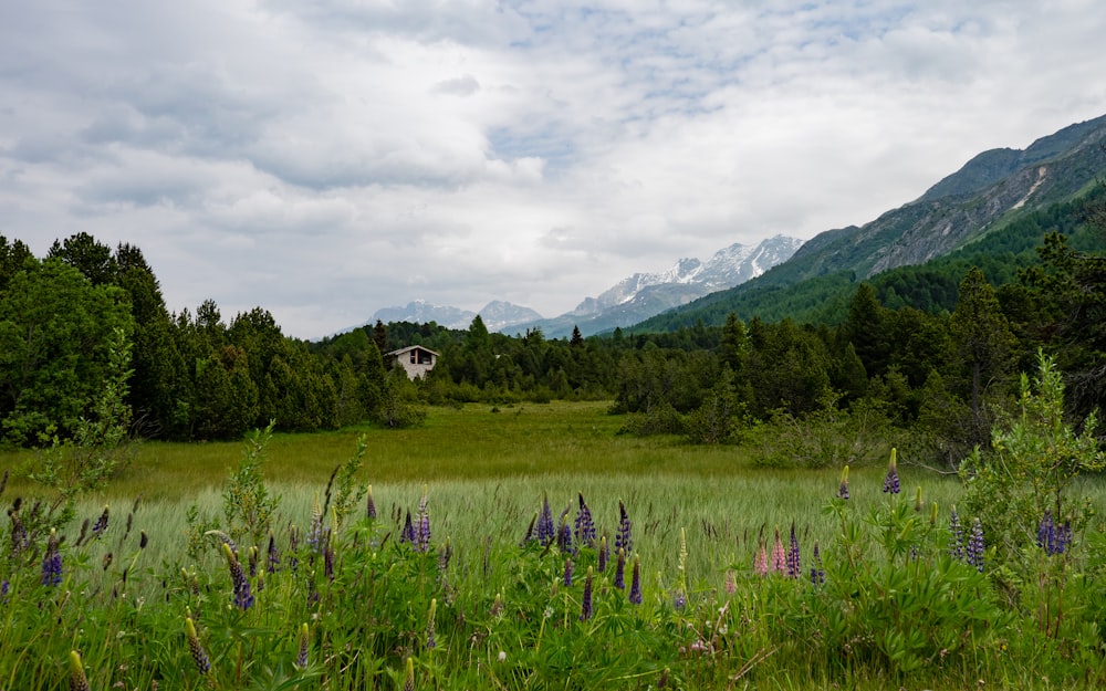 a field with mountains in the background