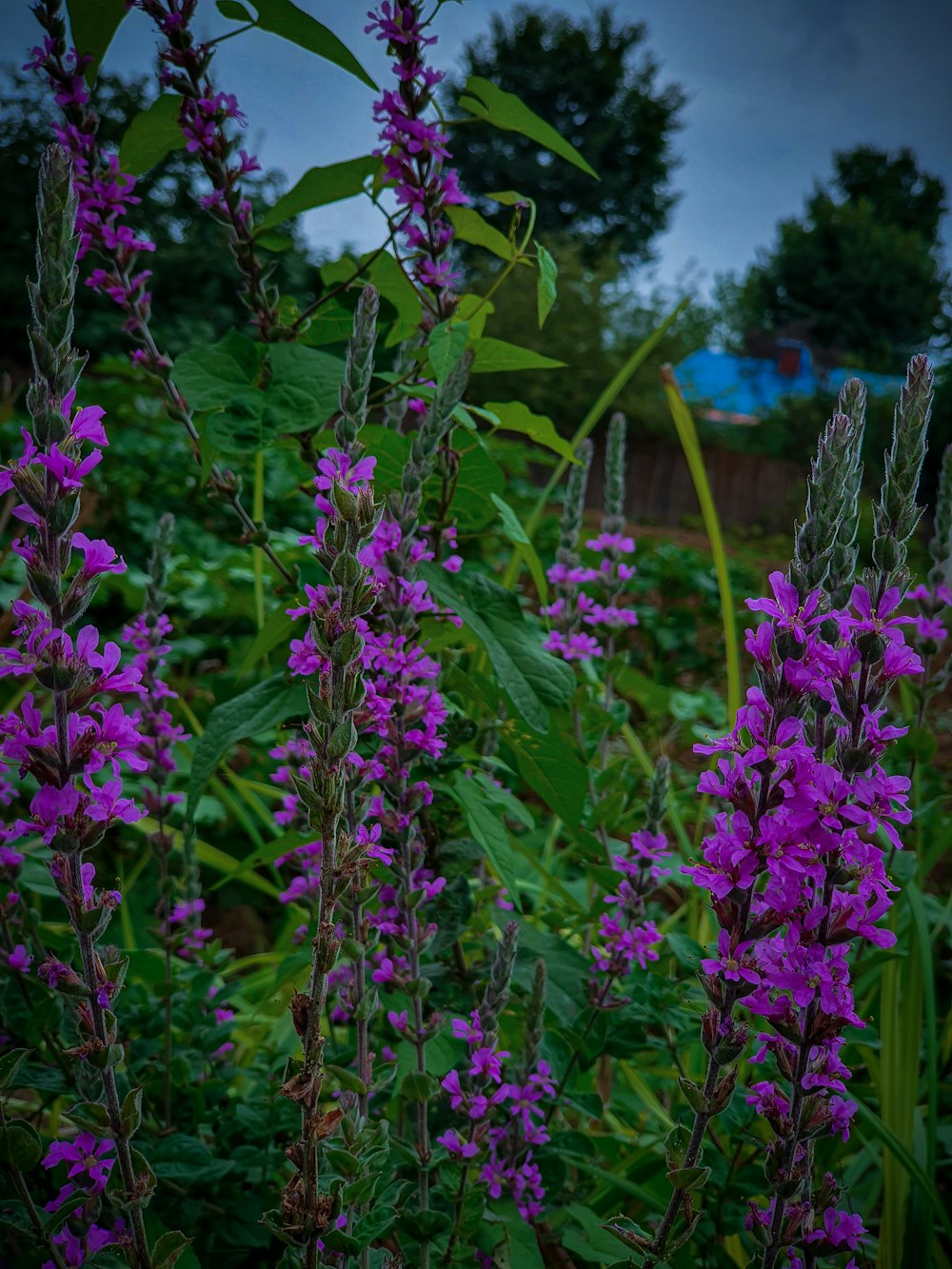 purple flowers are blooming in a garden