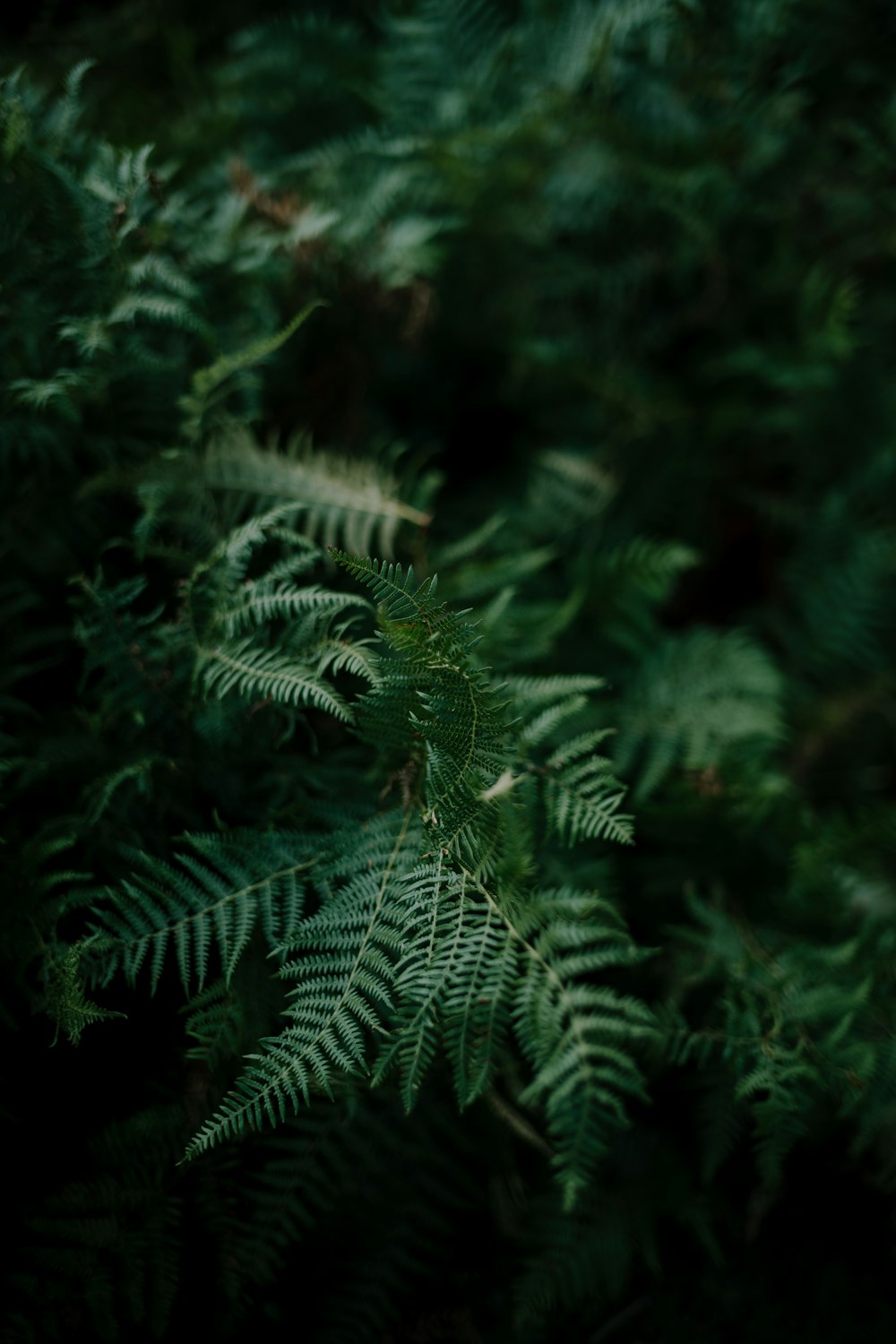 a close up of a green plant with lots of leaves