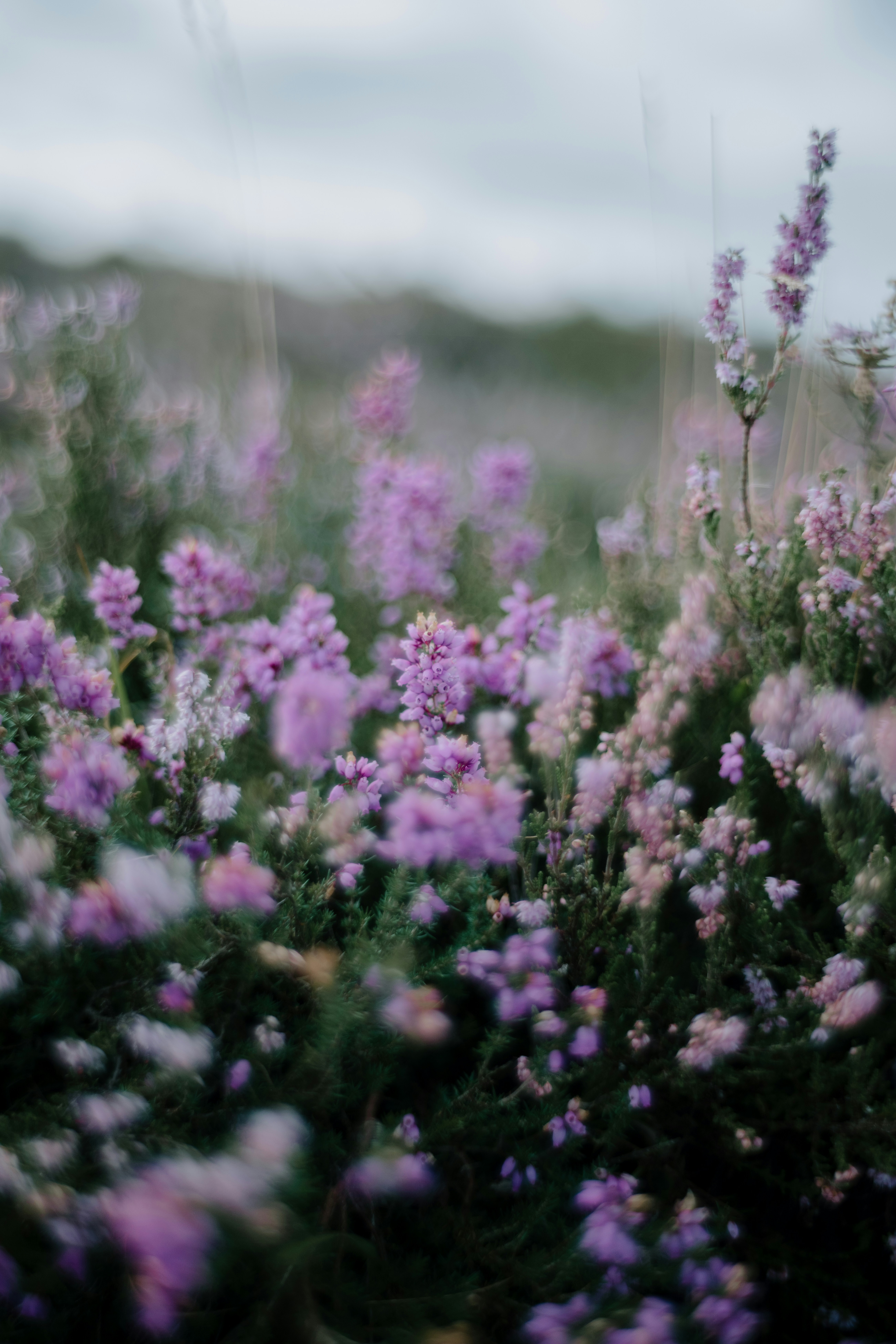 Photo by anniespratt