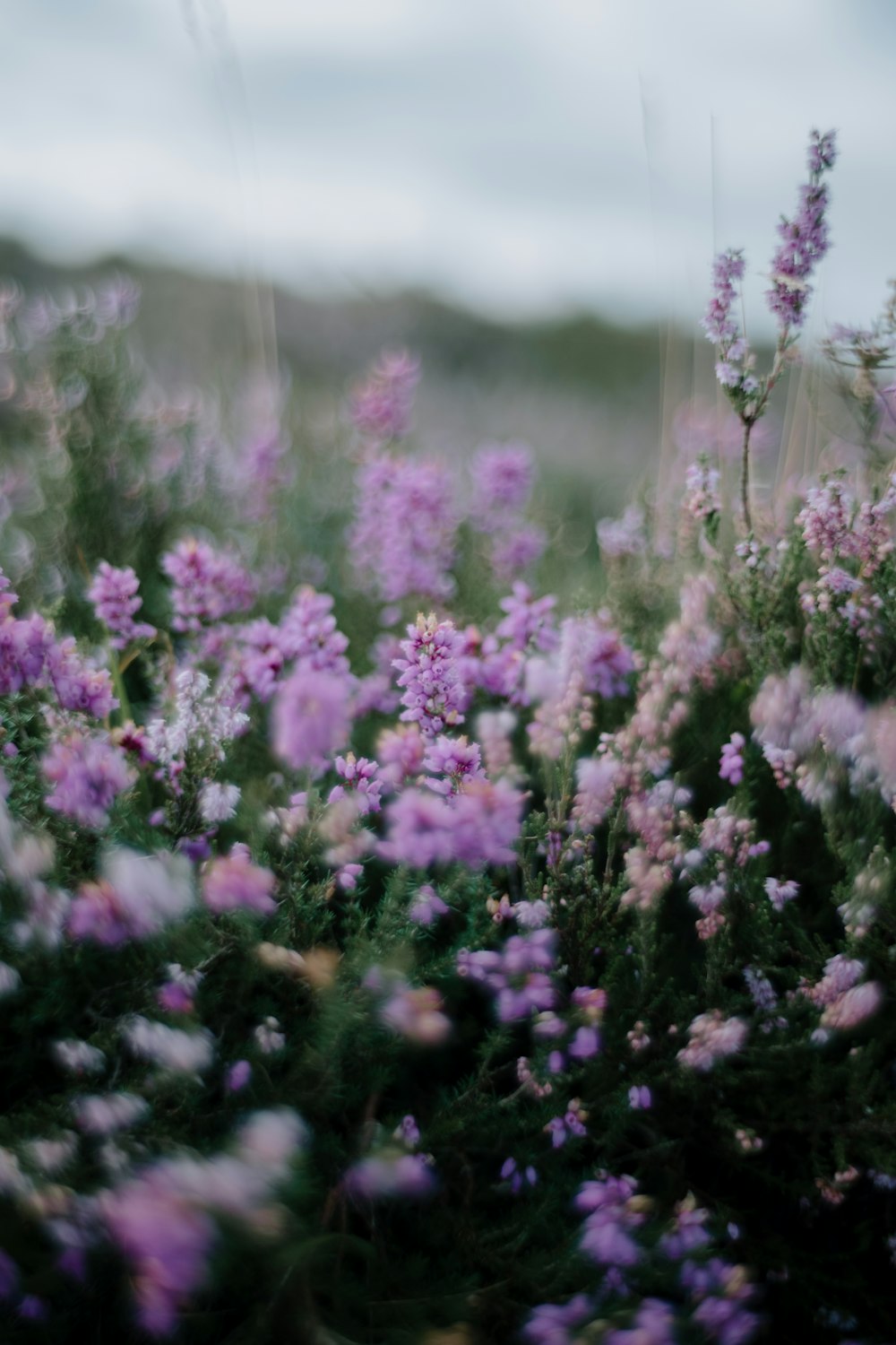 a field full of purple flowers on a cloudy day