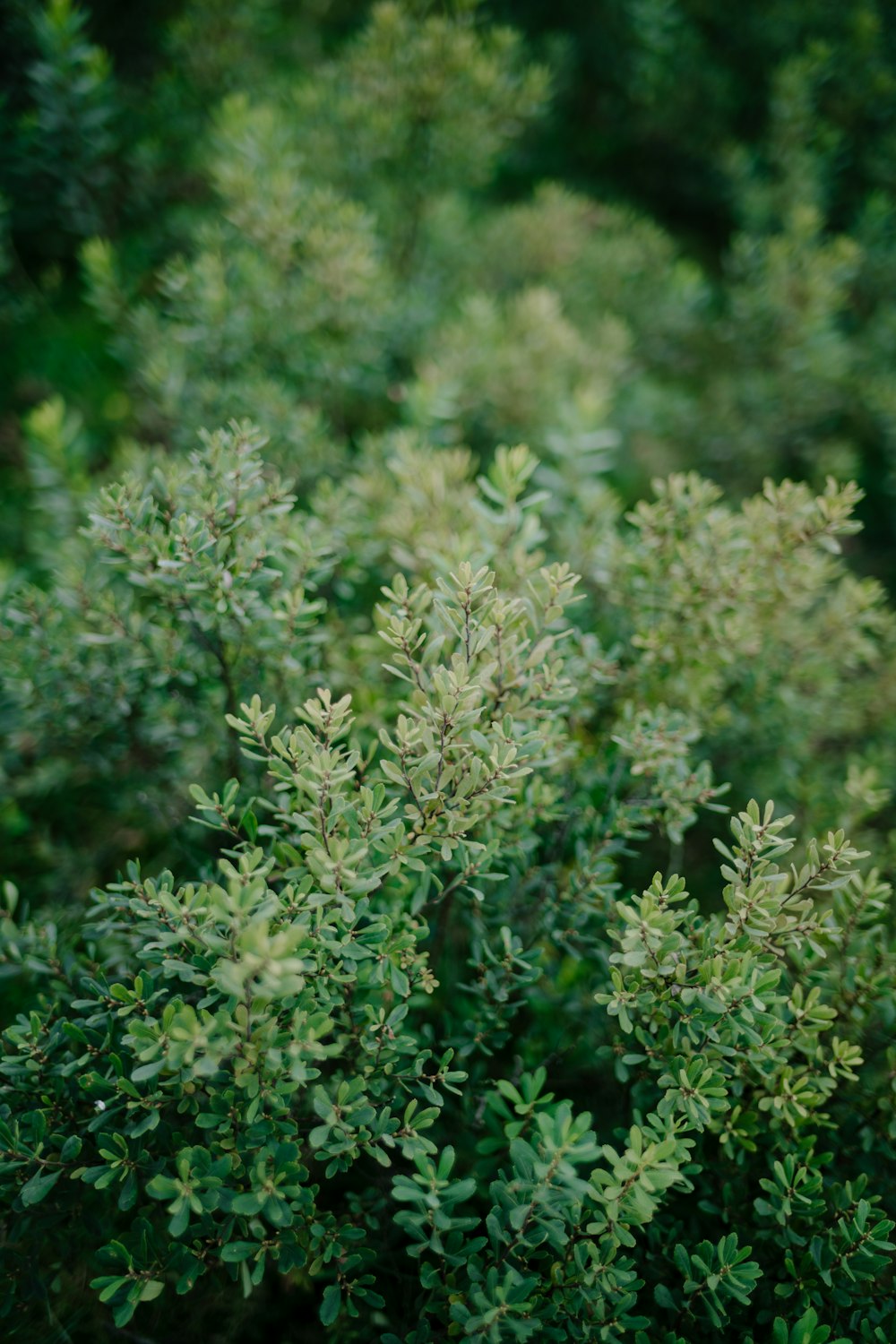 a close up of a bush with lots of green leaves