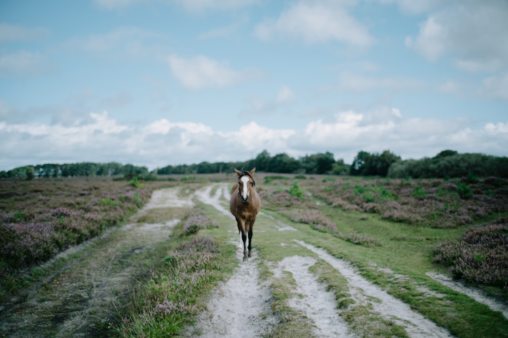 a horse that is walking down a dirt road