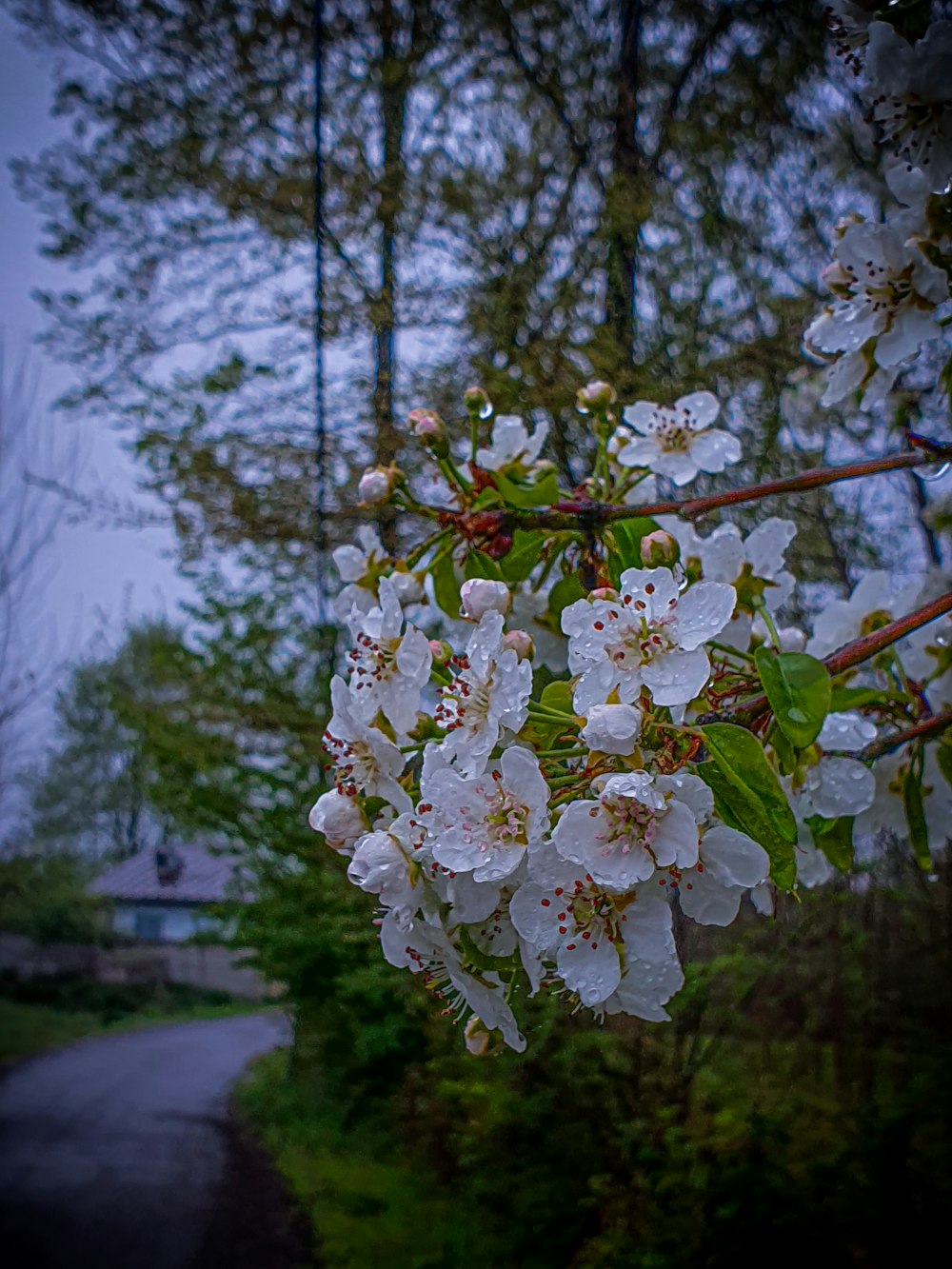 a bunch of flowers that are on a tree