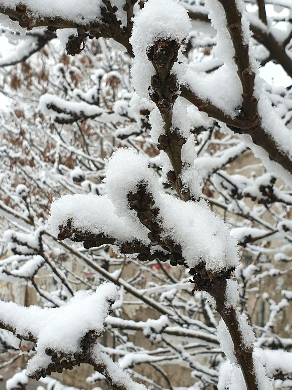 a snow covered tree branch with a building in the background