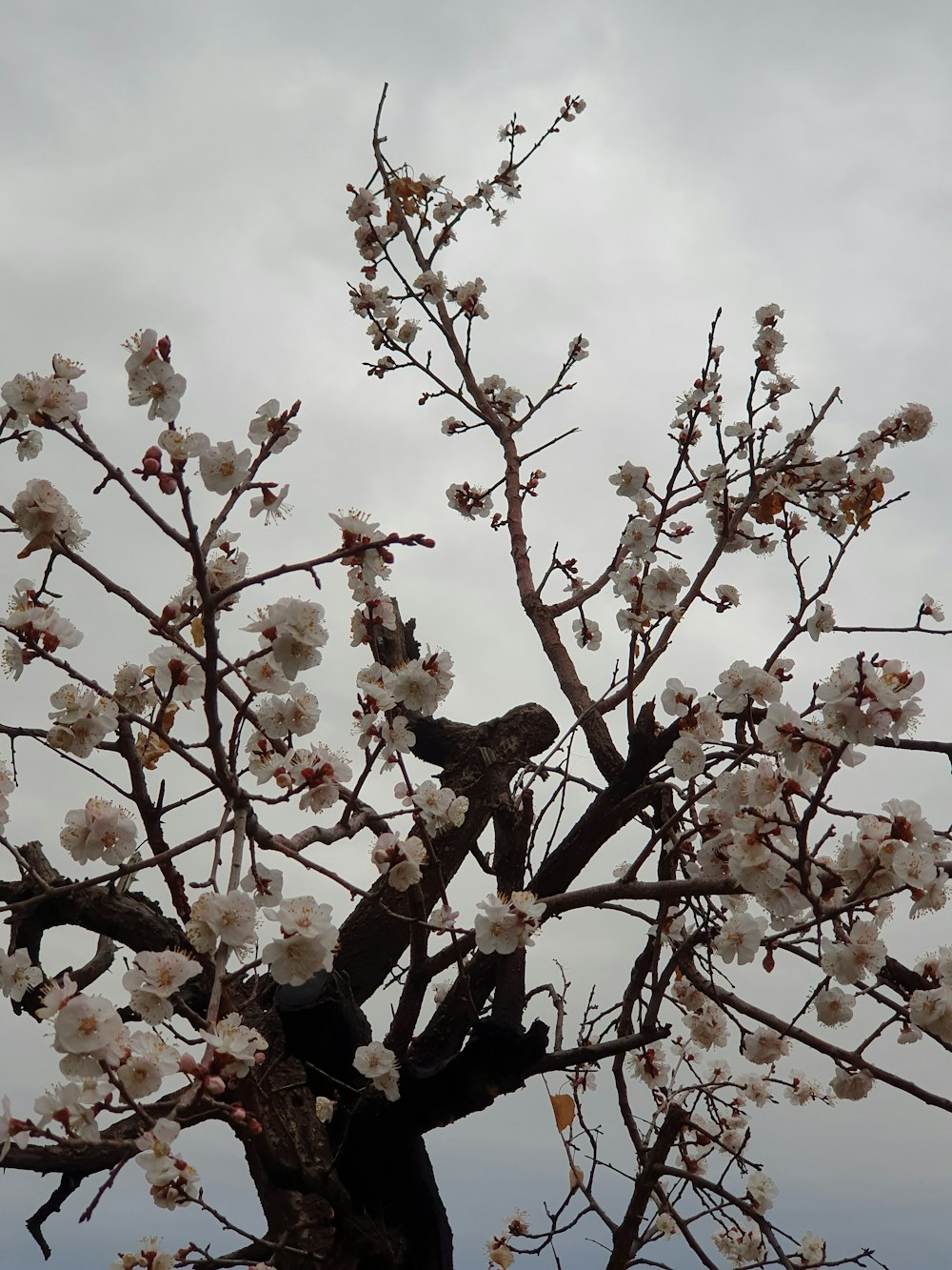 a bird is sitting in a tree with white flowers