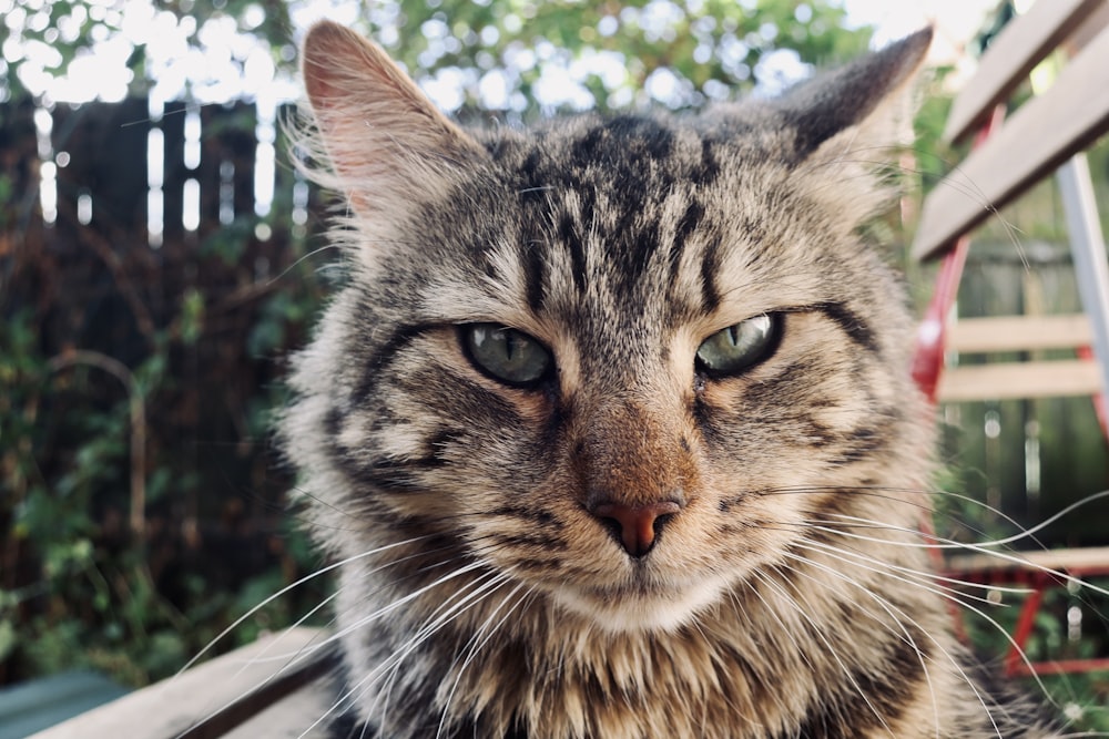 a close up of a cat sitting on a bench