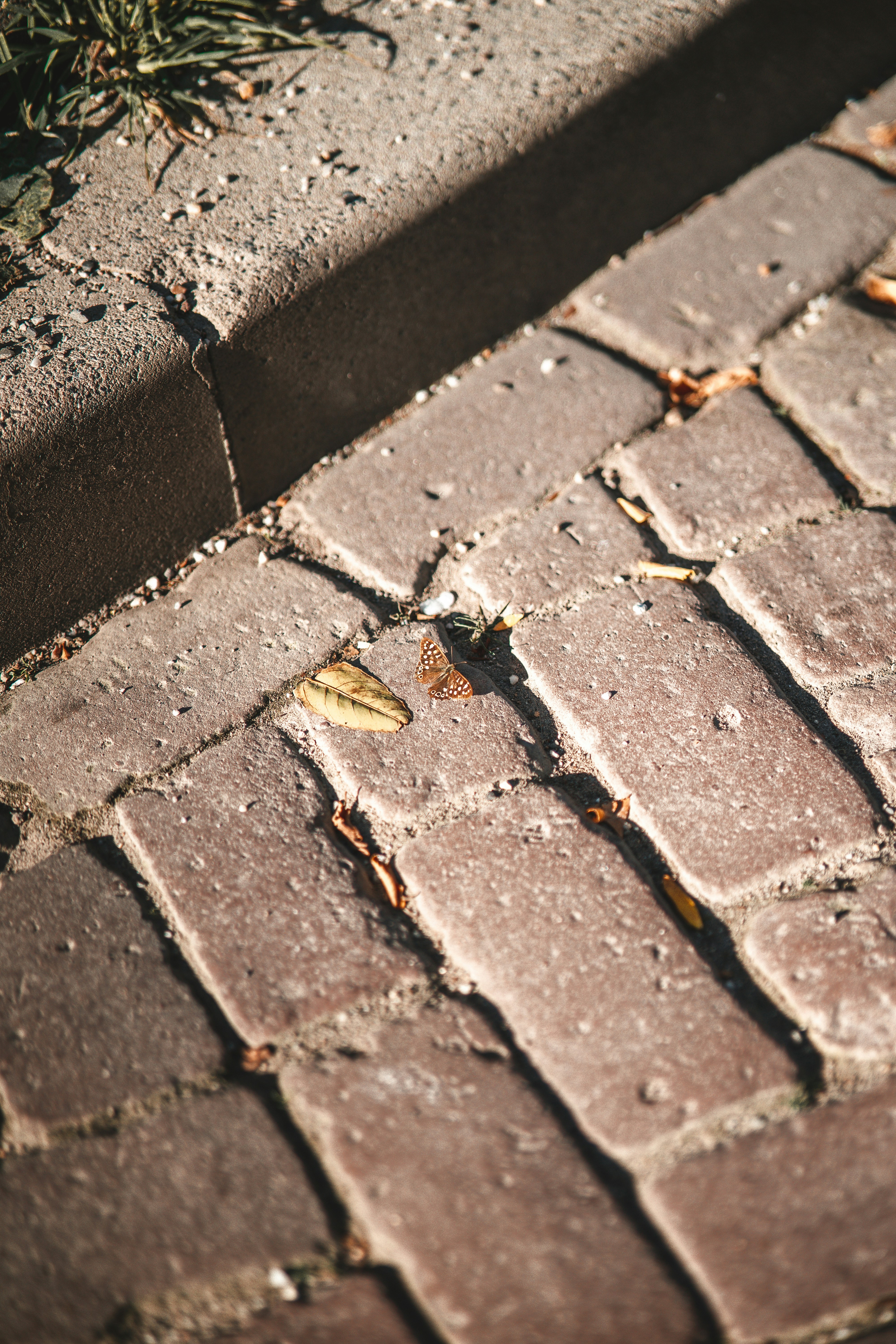 a small bird is sitting on a brick walkway
