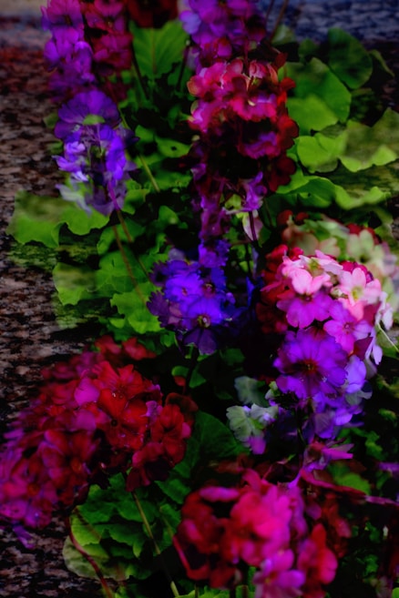 A vibrant and colorful display of various flowers in shades of red, purple, and pink, surrounded by lush green leaves. The flowers appear in full bloom, creating a striking contrast against a textured background.