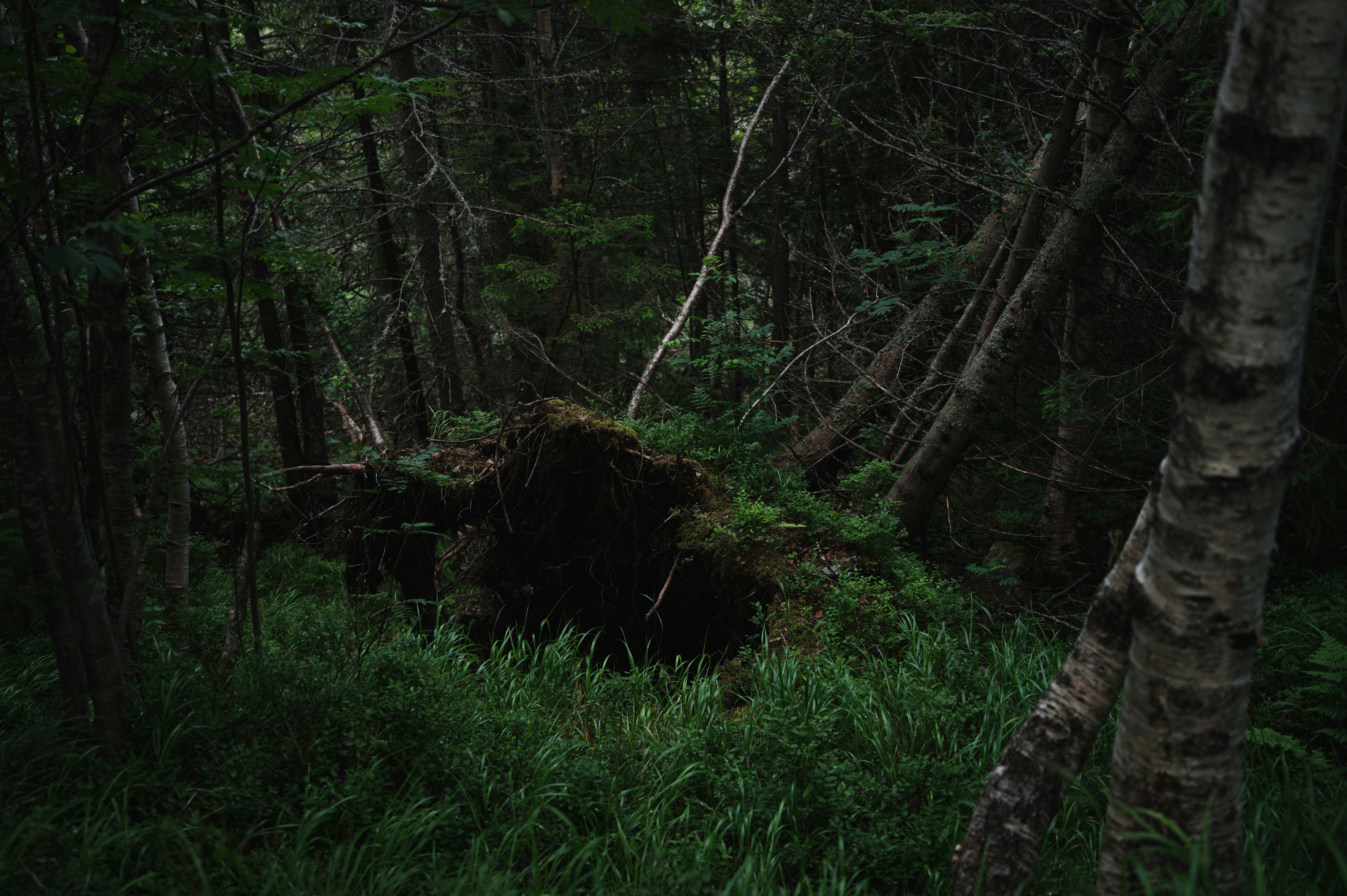 森の真ん中にある木の切り株