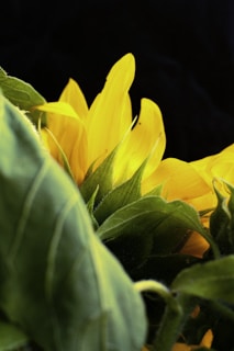 A close-up of a sunflower with sharp shadows creating a stark contrast against a dark background.