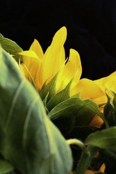 A close-up of a sunflower with sharp shadows creating a stark contrast against a dark background.
