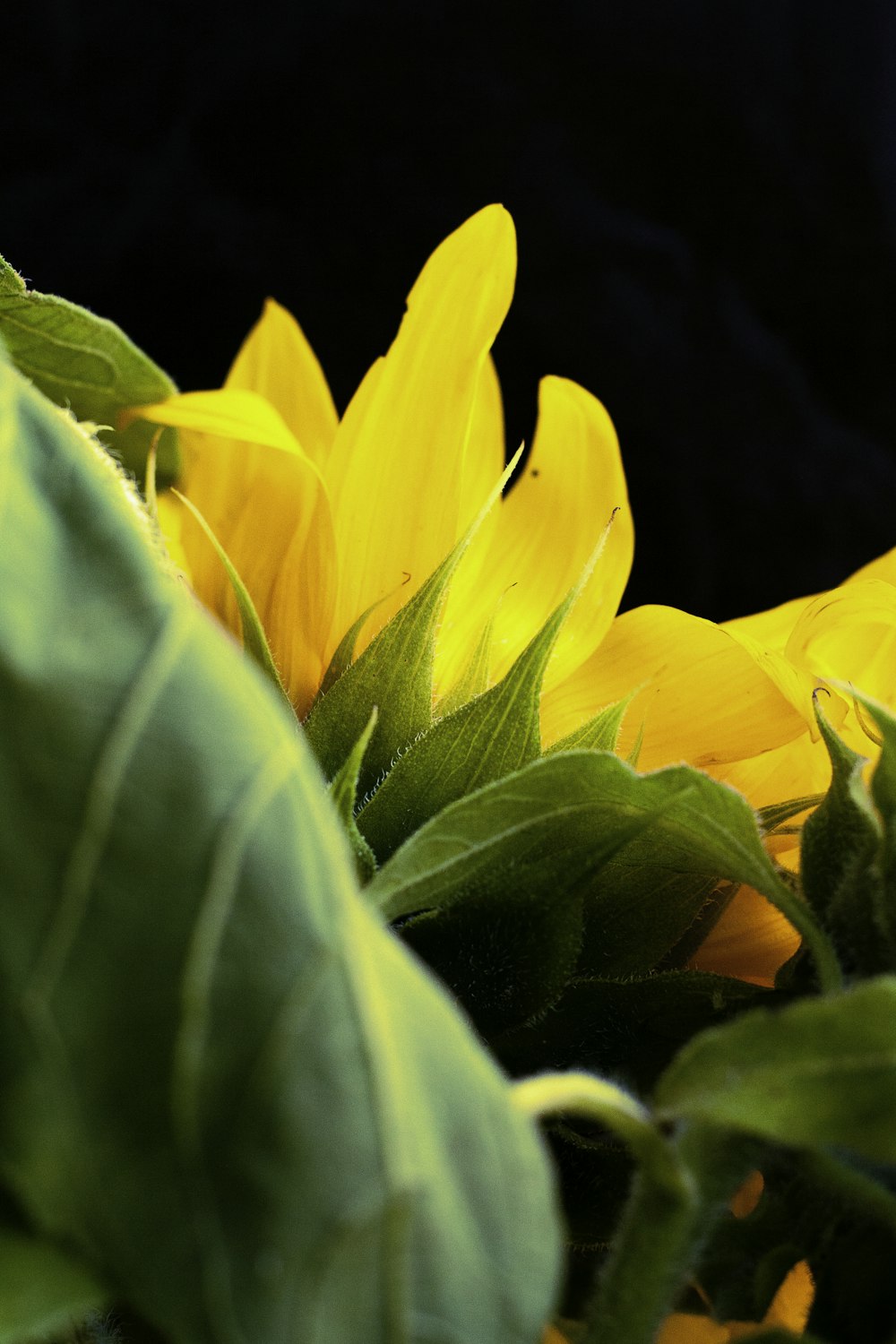 a close up of a bunch of sunflowers