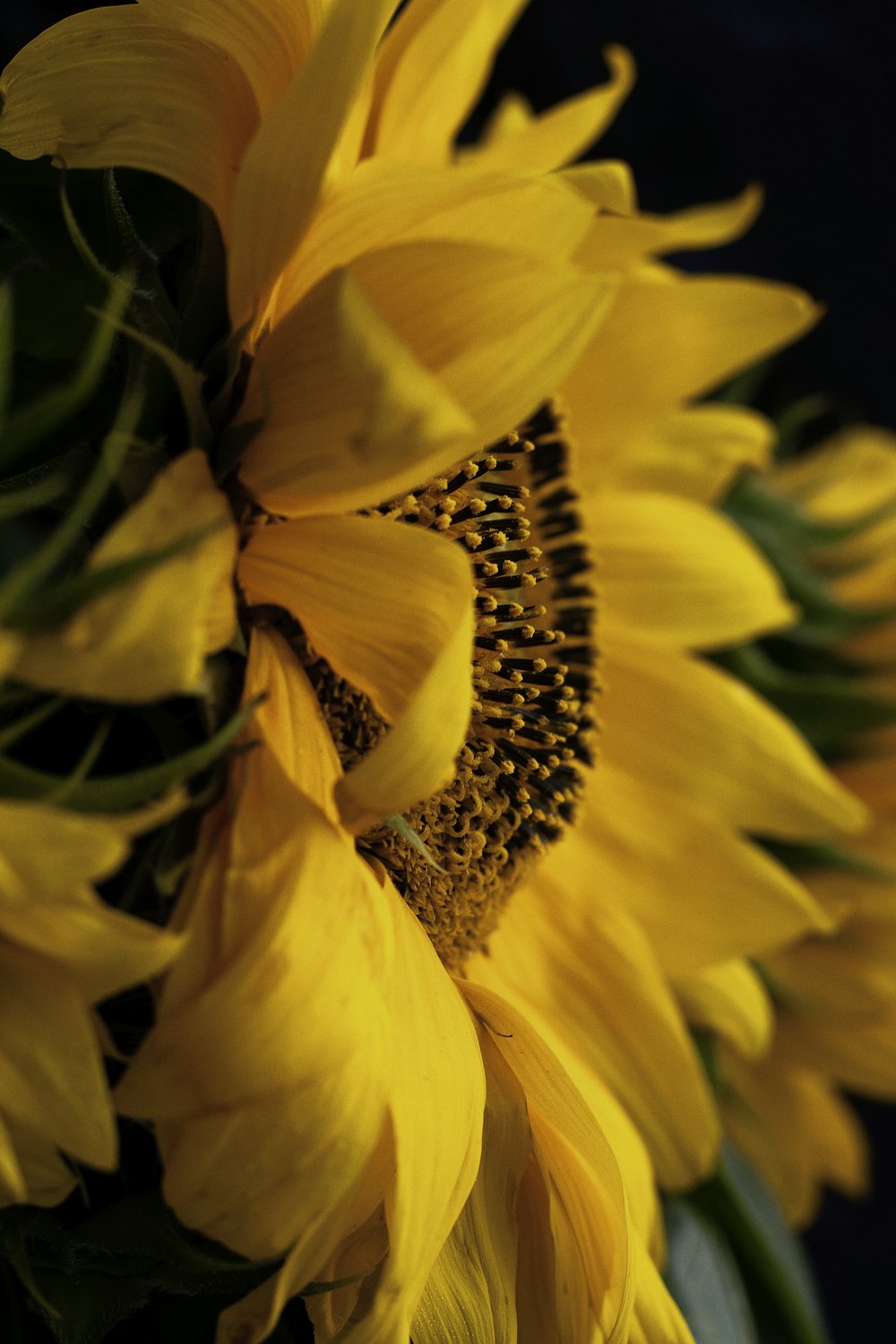 a close up of a sunflower with a dark background